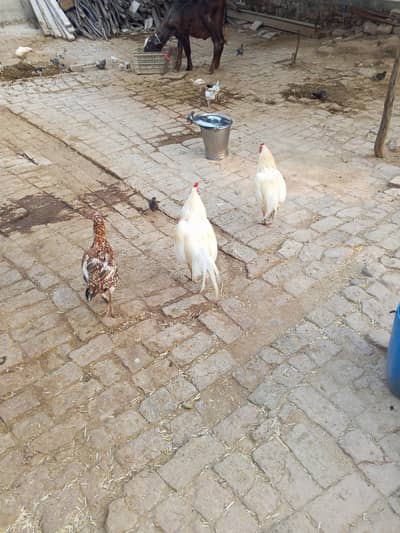 2 breeder assil male