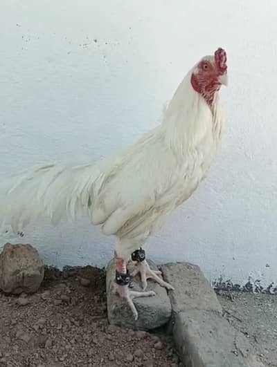 Heera aseel male top qulity pyoer white