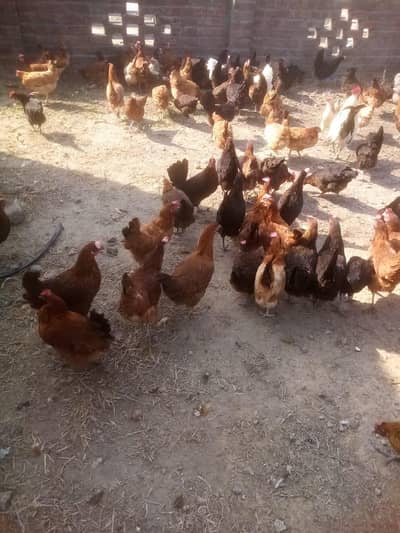 golden misr or Ghar ka Mel and female full active Asee