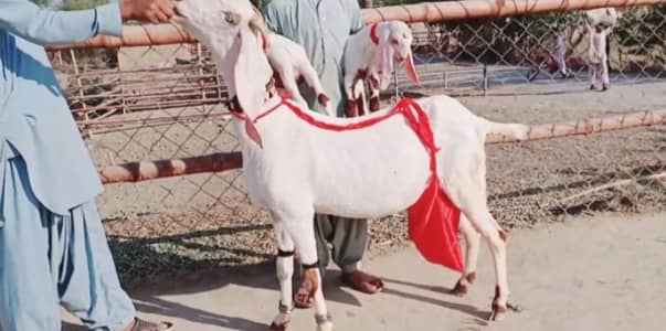 2 bacchon wali gulabi bakri for sale call+/03228636148
