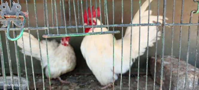 japanese hen pair