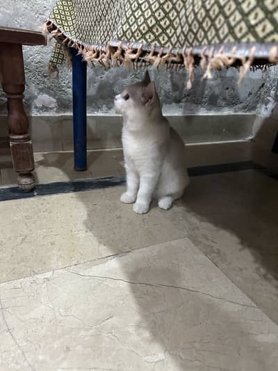 Persian cat