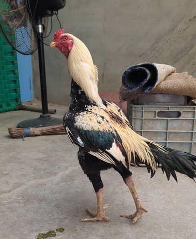 jawa Murga for sale