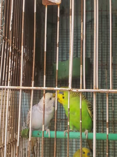 Undersize Budgies/ TCB Exhibition patha/ Exhibition Hogo Working patha