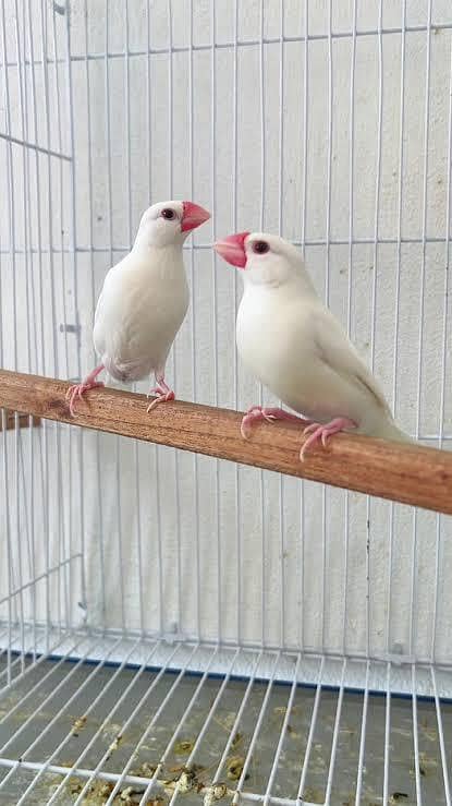 breeder white java finch pairs 0