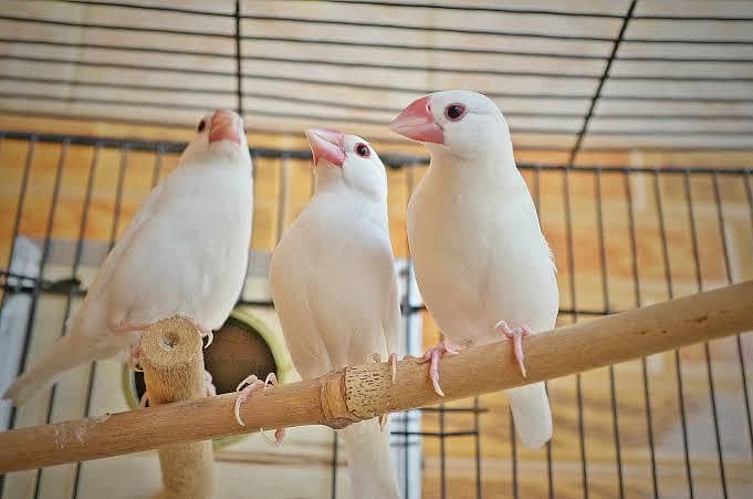 breeder white java finch pairs 1