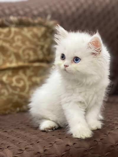 Urgent sale punch face tripple cotted odd eyes female kitten available