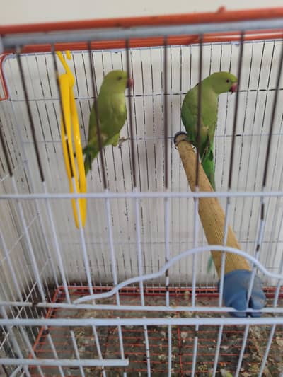 Ringneck parrot sell