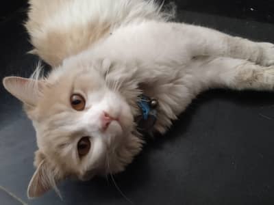 Free Adoption – Persian Male Cat 