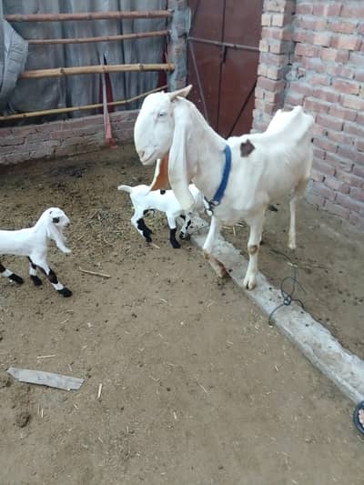 rajpuri bakri for sale