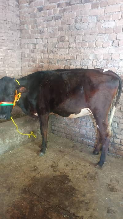 Australian cross cow