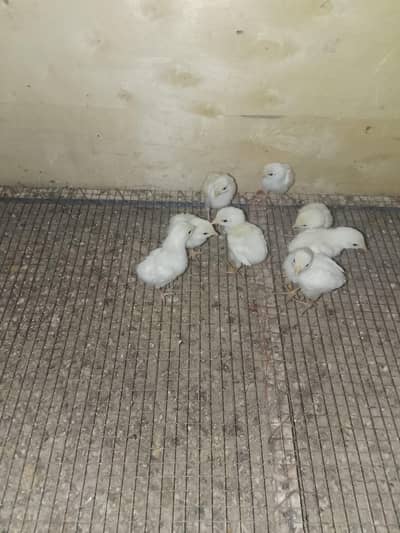 white aseel