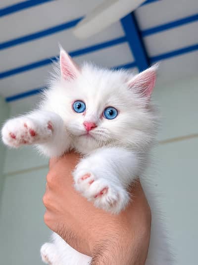 beautiful Persian female kitten blue eyes triple cotted bhot friendly