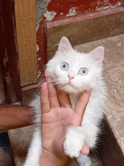 PERSIAN CAT