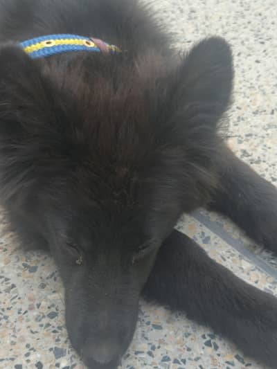 Black German Shepherd