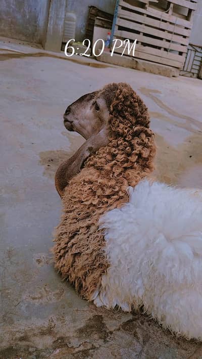 khara dumba for sale