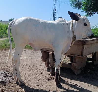Cow with Bull for sale