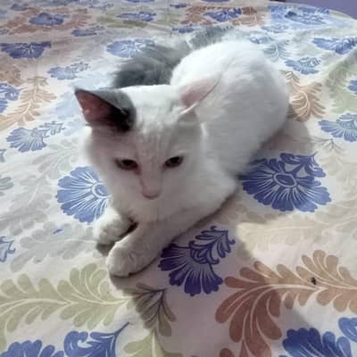 persion Male cat
