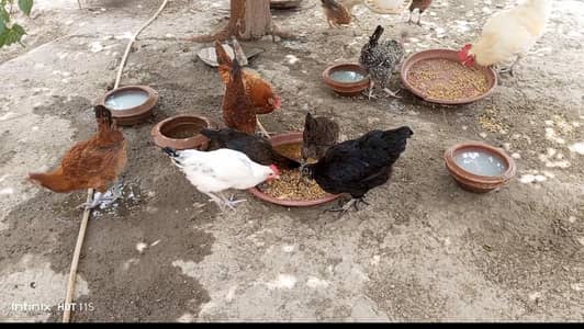 5 month old Golden misri hens, roosters for sale