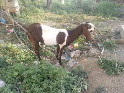 goat path bakri bakra desi beetal