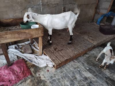 Mix Dogli Mundi Bakri with 1 Male Kid