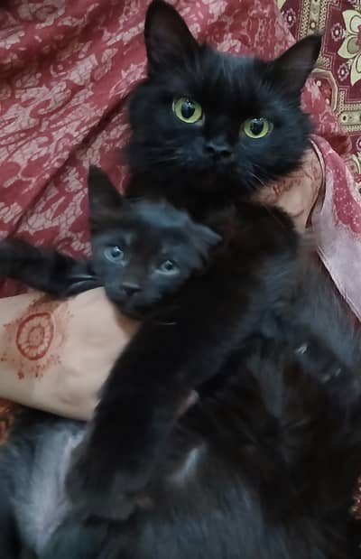 Black Persian Kitten Triple Coated
