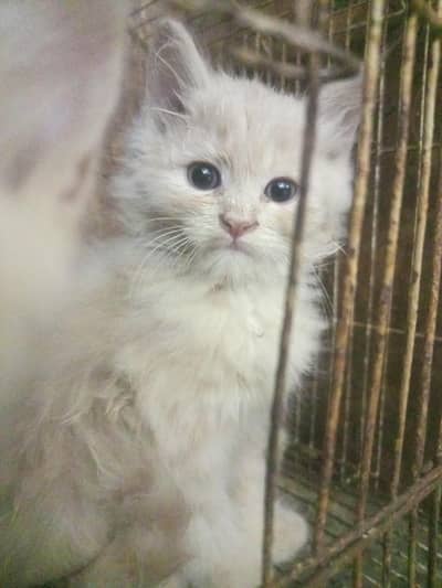 Persian kittens for sale