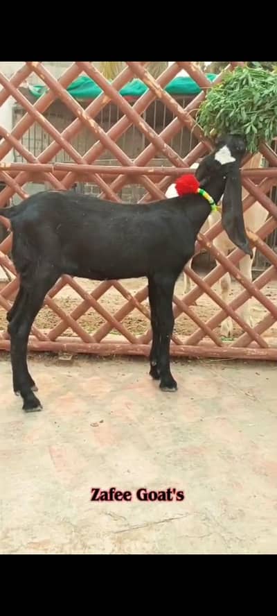 pure black ambertsari beatel female