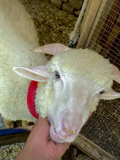 Long tail sheep
