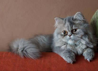 Persian triple coated litter trained cat available