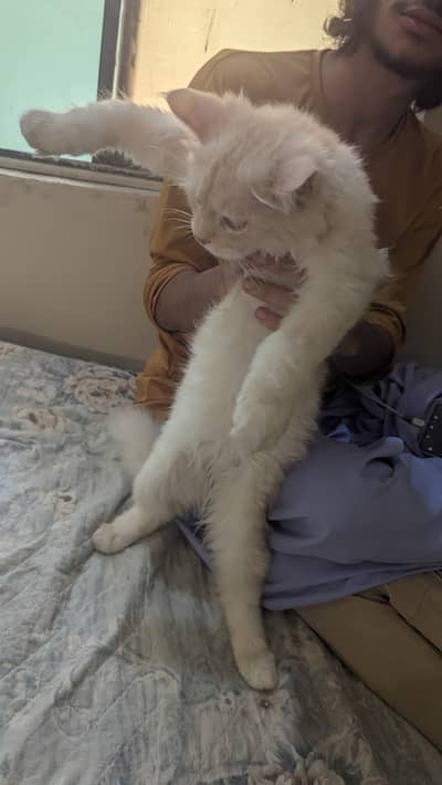 Kitten for sale 3 month age