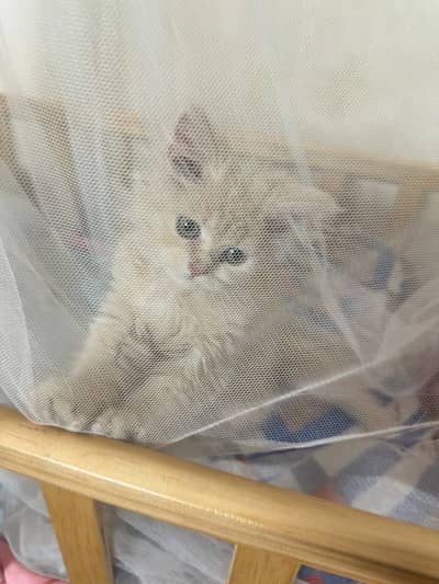 Cute 3 Months Persian Kitten for Sale – White Fluffy Cat triple coat