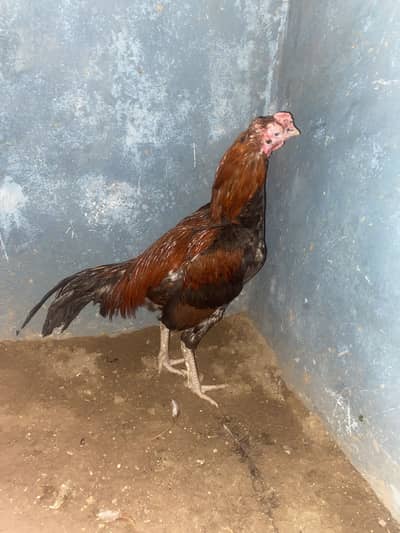 Aseel murga