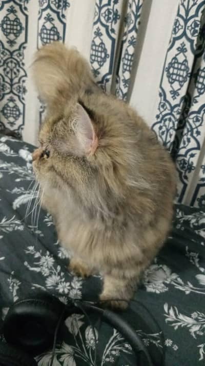 Persian triple coated litter trained beautiful cat available
