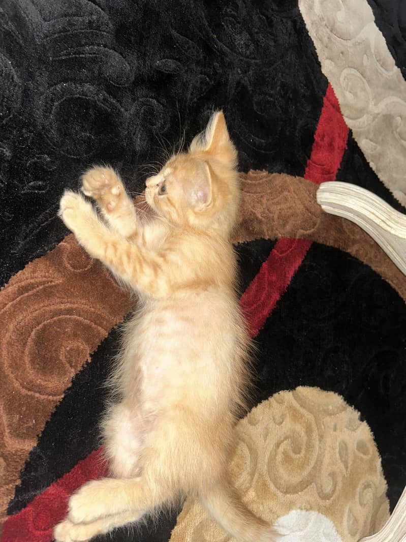 Cute cato 0