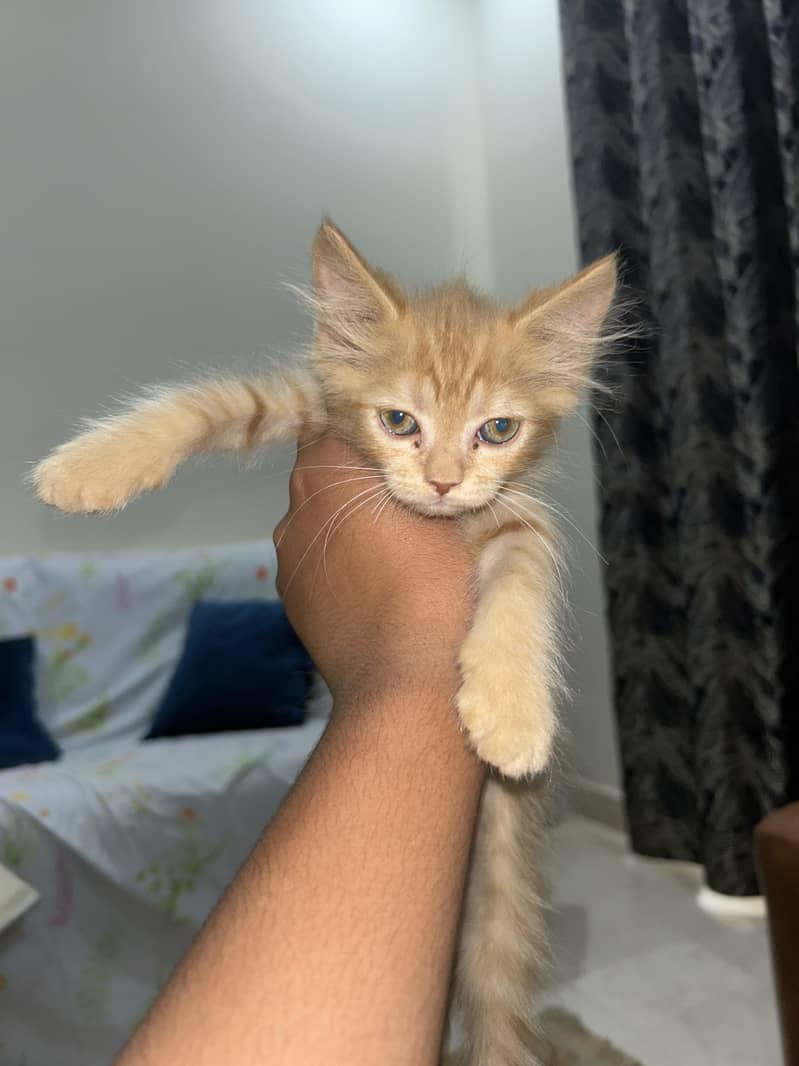 Cute cato 1