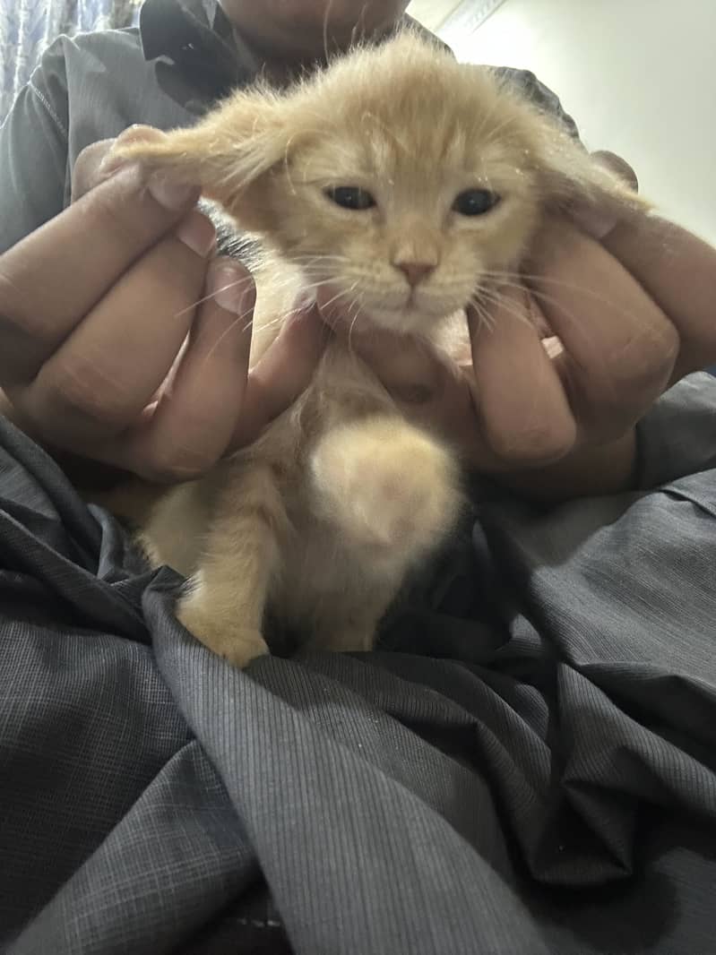 Cute cato 2