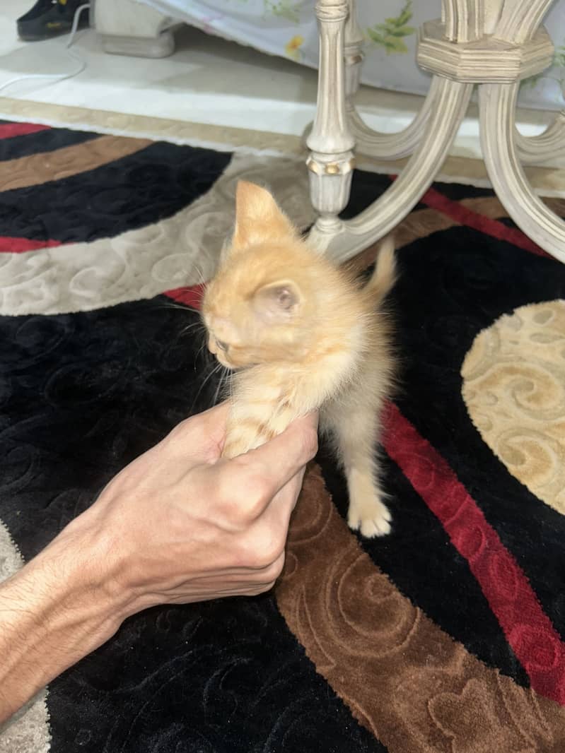 Cute cato 3
