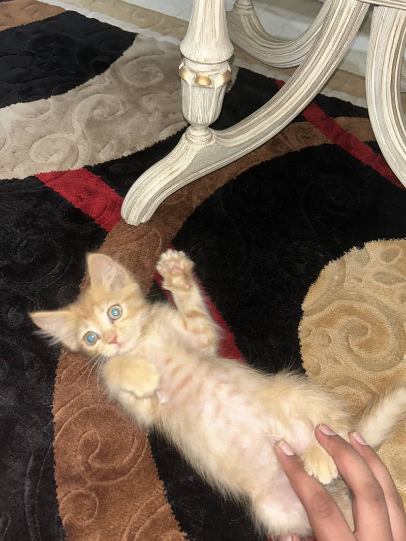 Cute cato 4