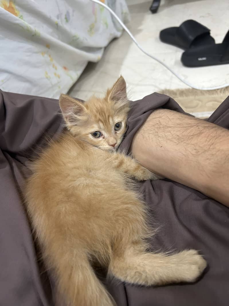 Cute cato 5