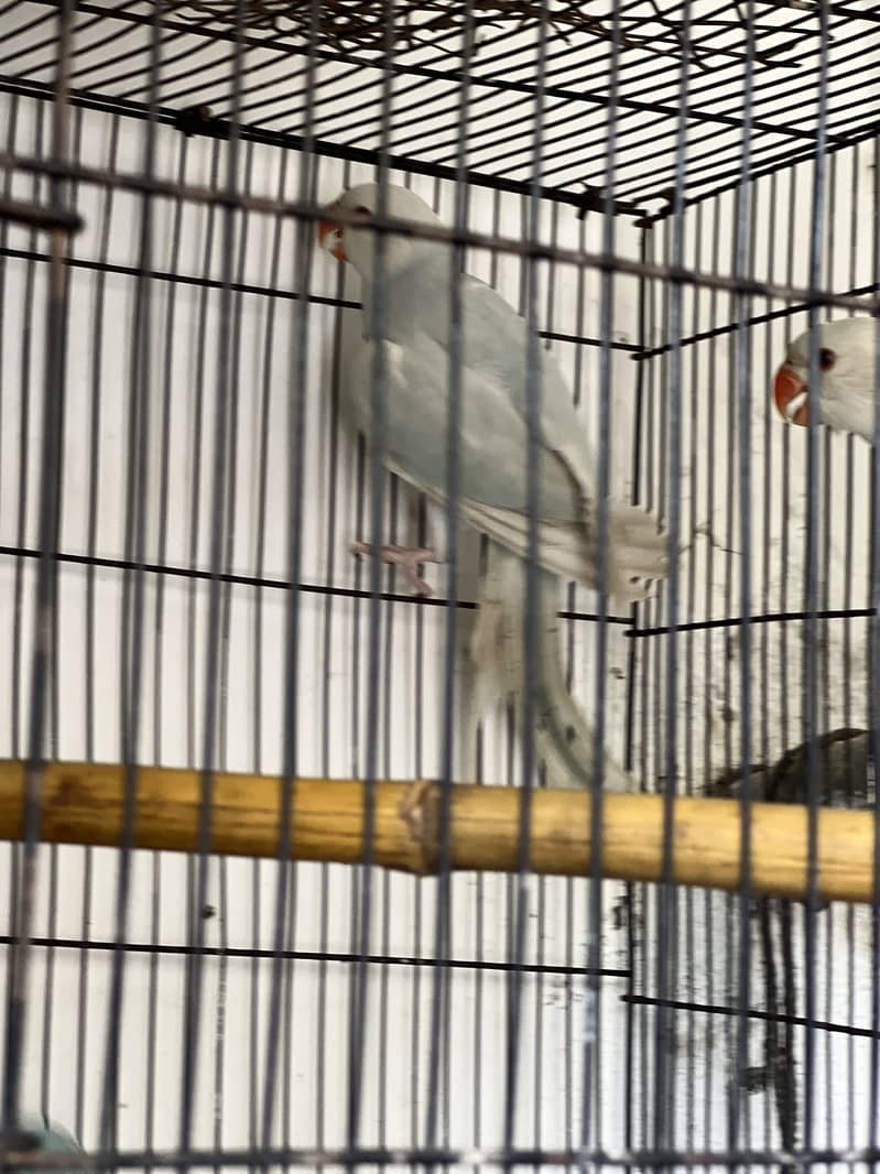 Blue Ringneck 0