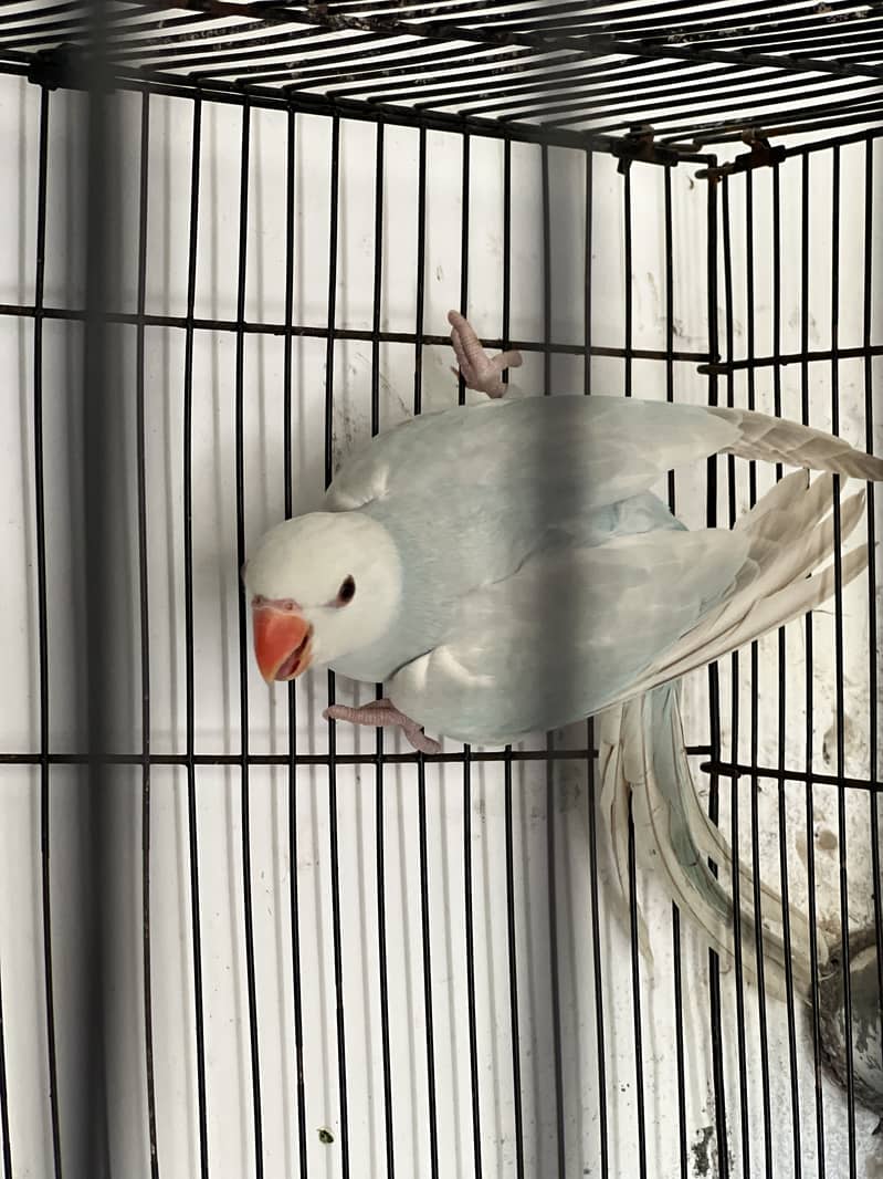 Blue Ringneck 1