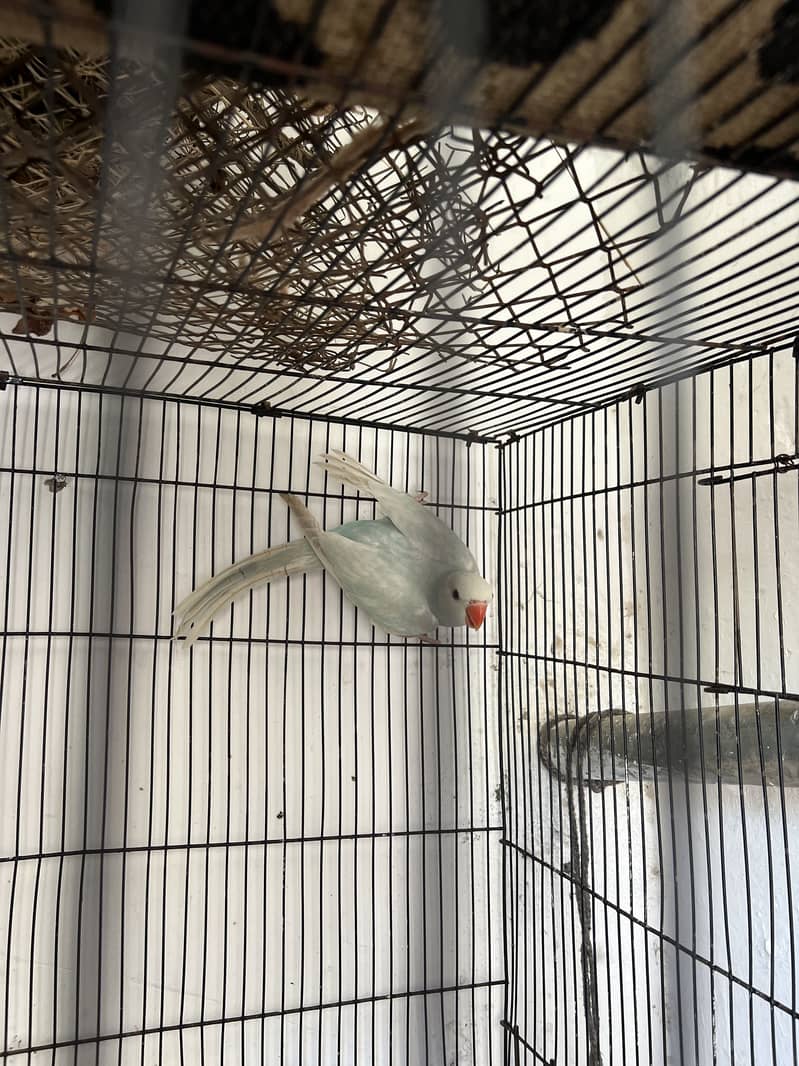Blue Ringneck 2