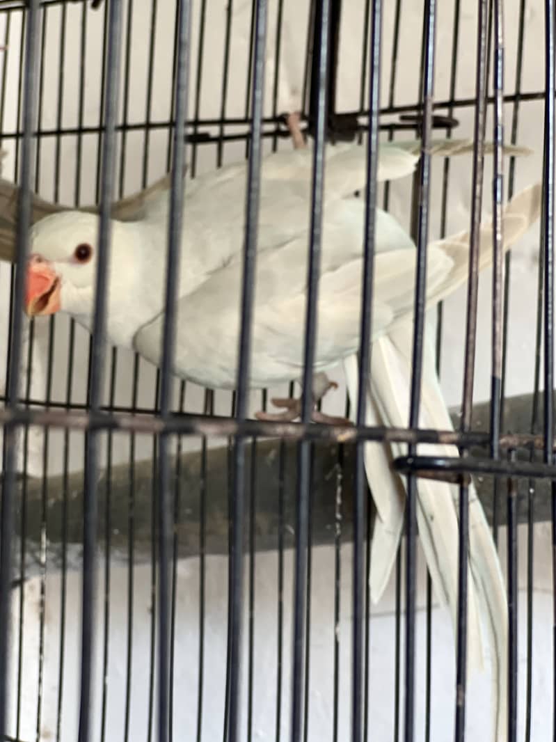 Blue Ringneck 3