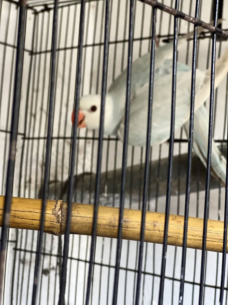 Blue Ringneck 5