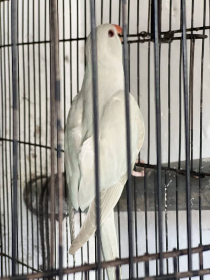 Blue Ringneck 6
