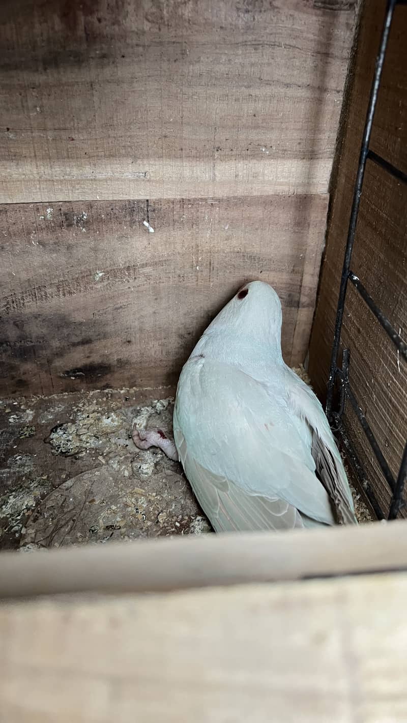 Blue Ringneck 7