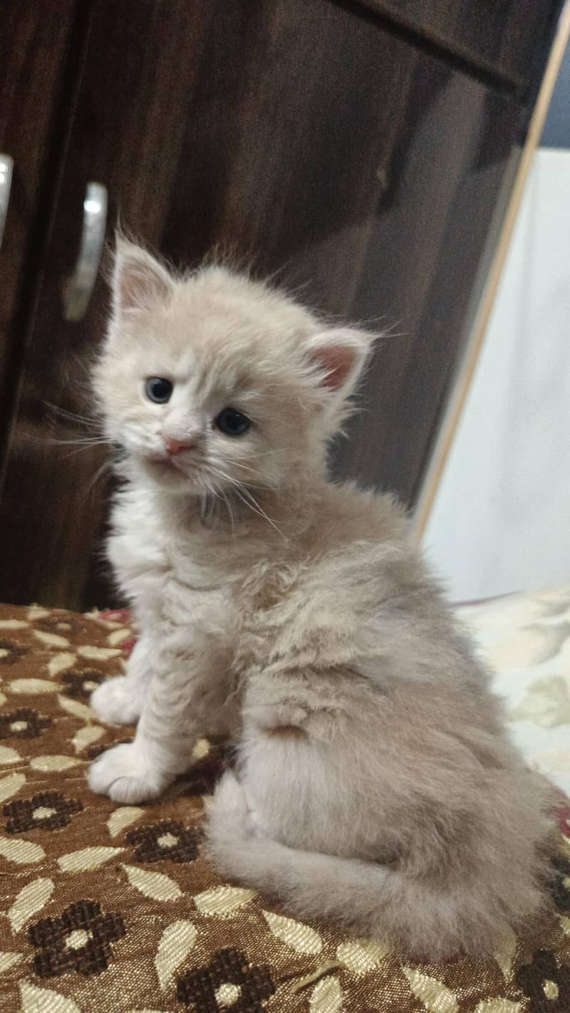 pretty cat 0