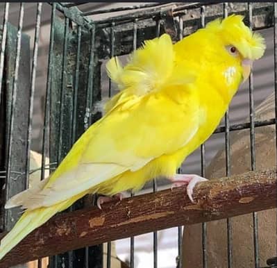 Lotino hoggoromo double flower breeder male