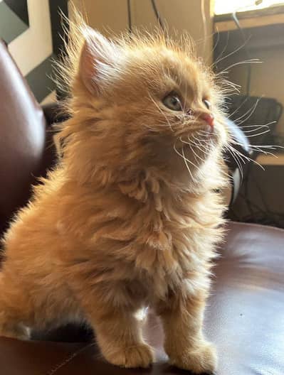 Persian kitten